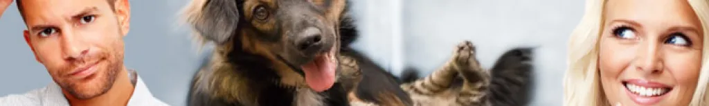 Katze oder Hund?