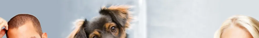 Katze oder Hund?